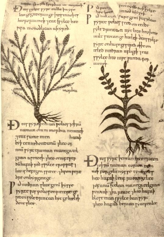 Plant Magic and Spirits