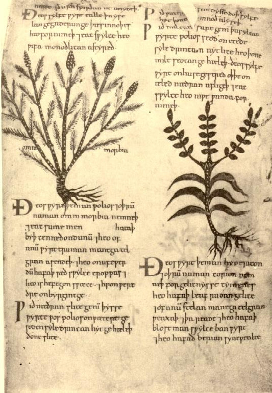 Plant Magic and Spirits